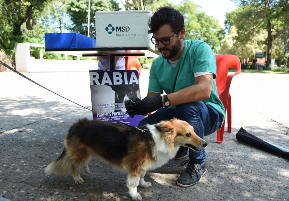 EL MIÉRCOLES SE RETOMARÁ LA CAMPAÑA GRATUITA DE VACUNACIÓN ANTIRRÁBICA PARA PERROS Y GATOS