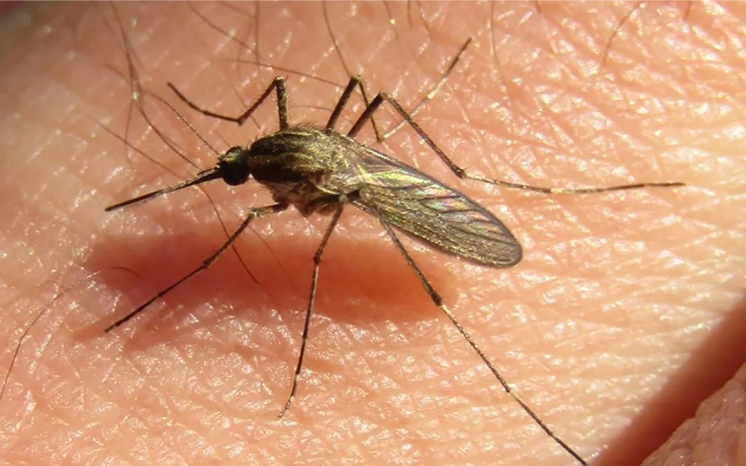 RECOMENDACIONES PARA ACTUAR ANTE LA INVASIÓN DE MOSQUITOS, NO TRANSMISORES DEL DENGUE