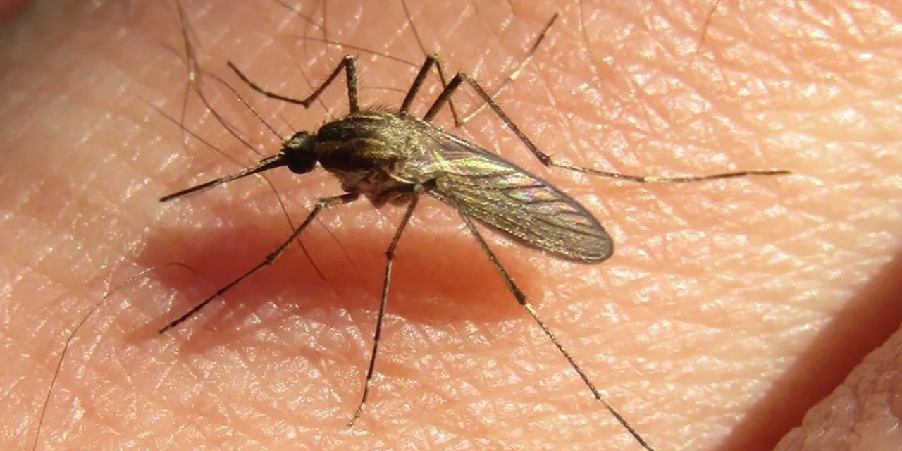 RECOMENDACIONES PARA ACTUAR ANTE LA INVASIÓN DE MOSQUITOS, NO TRANSMISORES DEL DENGUE