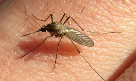 RECOMENDACIONES PARA ACTUAR ANTE LA INVASIÓN DE MOSQUITOS, NO TRANSMISORES DEL DENGUE